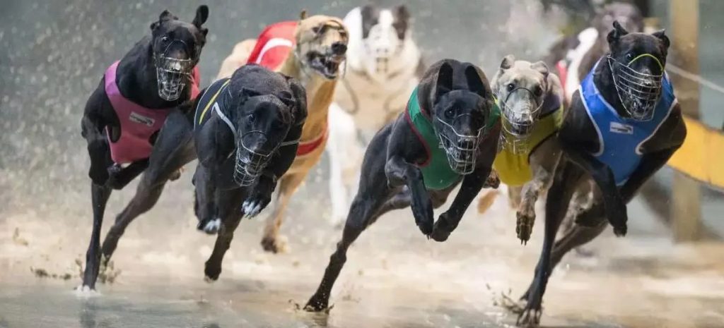 best greyhound bookmakers 2025